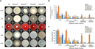 Contrasting effects of NADPH oxidases on the fungal hyphae growth and immune responses in Pleurotus ostreatus